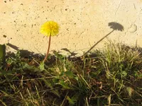img of A Dandelion Spring