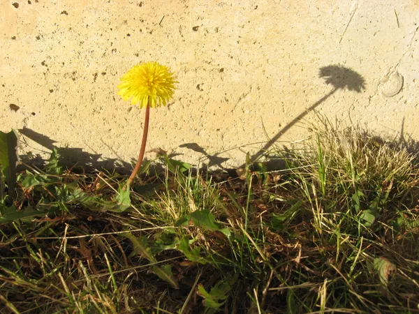 img of A Dandelion Spring