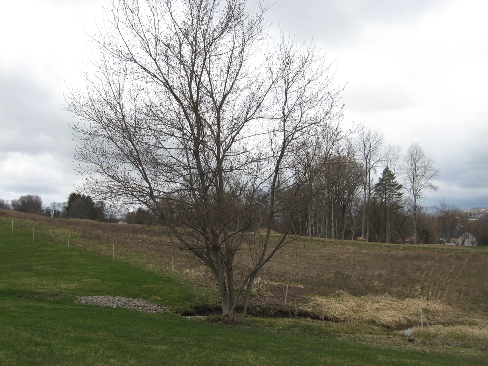 img of The Last Tree